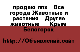 продаю лпх - Все города Животные и растения » Другие животные   . Крым,Белогорск